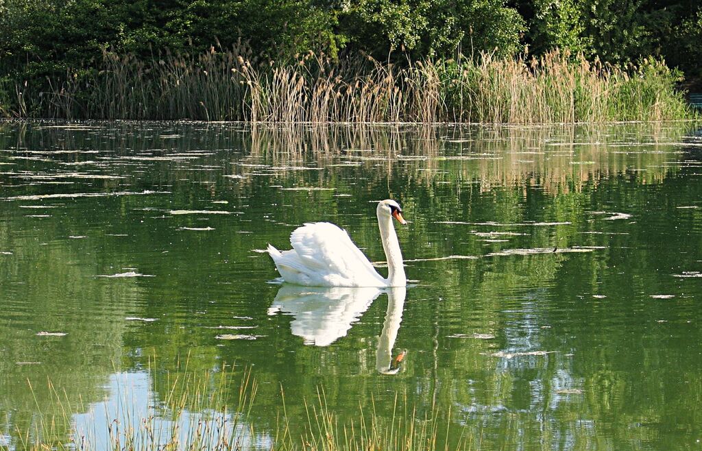 Au Clair Ruisseau, Camping Alsace - 10