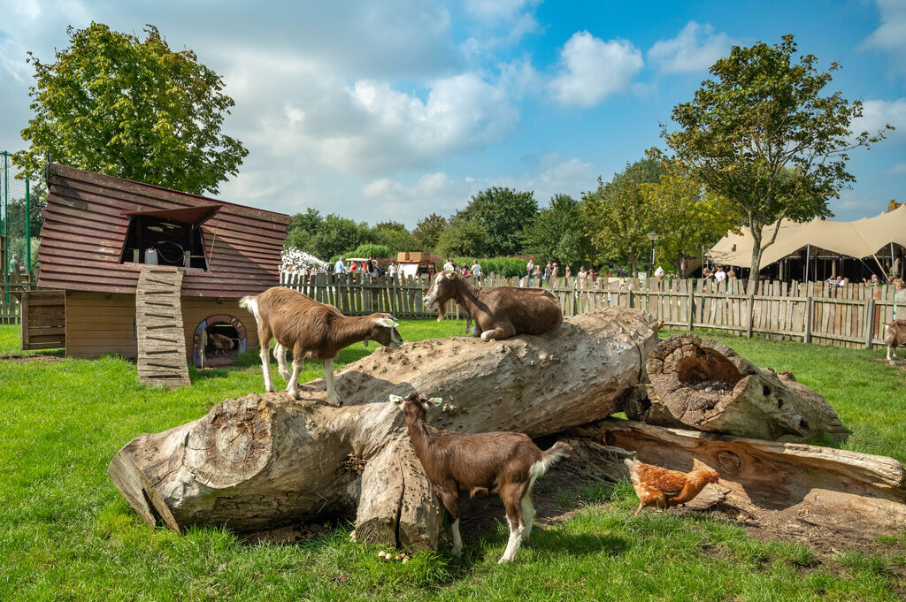 De Bongerd, Camping Noord-Holland - 36