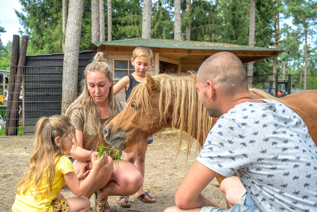 De Scheepsbel, Camping Gelderland - 9