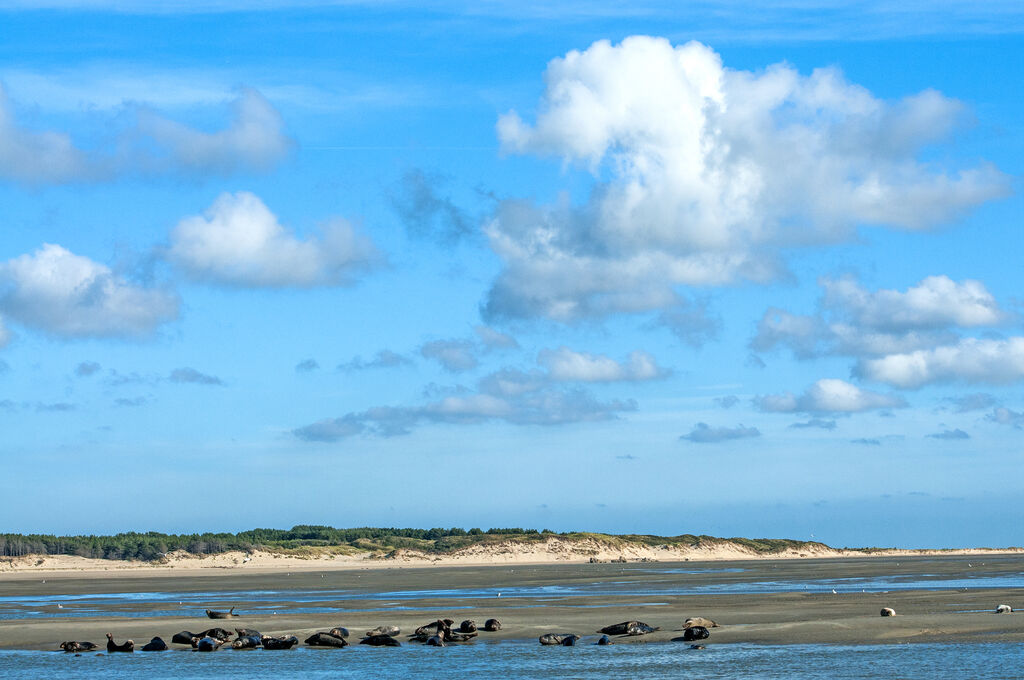 Dune Fleurie, Camping Picardie - 39